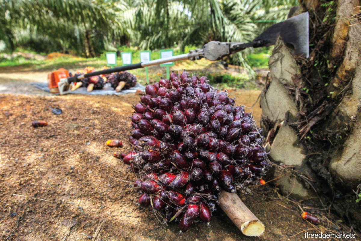 CGS-CIMB expects palm oil stocks to decline 5.3% m-o-m by end-February, raises 2022 CPO price forecast to RM4,100 a tonne